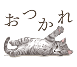 Strange pose cat[ASH] sticker #9952828