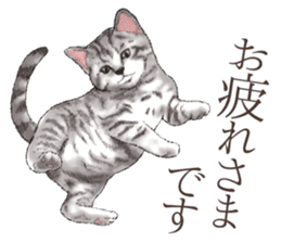 Strange pose cat[ASH] sticker #9952829