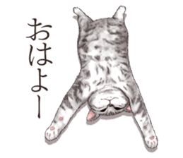 Strange pose cat[ASH] sticker #9952832