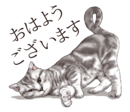 Strange pose cat[ASH] sticker #9952833