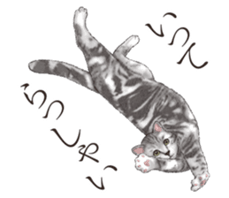 Strange pose cat[ASH] sticker #9952837