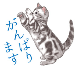 Strange pose cat[ASH] sticker #9952841