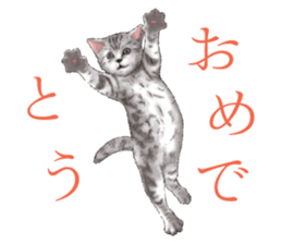 Strange pose cat[ASH] sticker #9952842