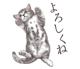 Strange pose cat[ASH] sticker #9952844