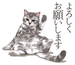 Strange pose cat[ASH] sticker #9952845