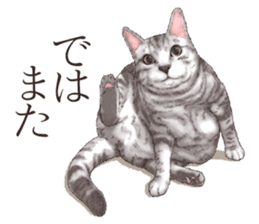 Strange pose cat[ASH] sticker #9952855