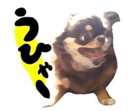 StickerChihuahua2 sticker #9961600
