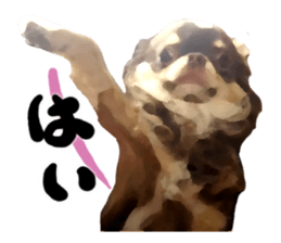 StickerChihuahua2 sticker #9961605