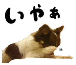 StickerChihuahua2 sticker #9961609