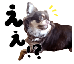 StickerChihuahua2 sticker #9961610