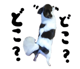 StickerChihuahua2 sticker #9961612