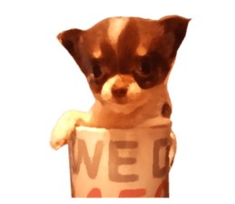 StickerChihuahua2 sticker #9961617