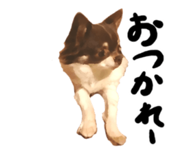 StickerChihuahua2 sticker #9961621