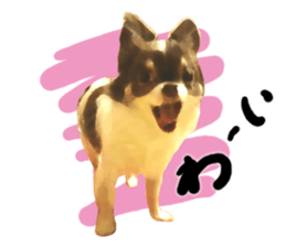 StickerChihuahua2 sticker #9961627