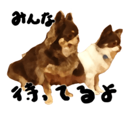 StickerChihuahua2 sticker #9961628