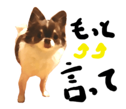 StickerChihuahua2 sticker #9961629