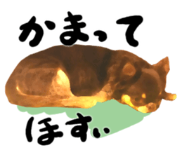 StickerChihuahua2 sticker #9961632