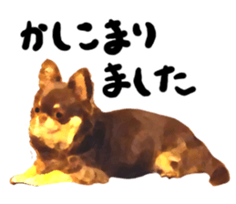 StickerChihuahua2 sticker #9961636