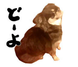 StickerChihuahua2 sticker #9961639