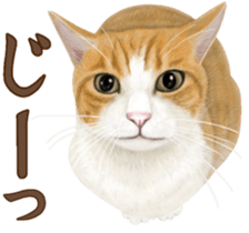 Cat's Message (Brown tiger white) sticker #9969514
