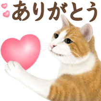 Cat's Message (Brown tiger white) sticker #9969525