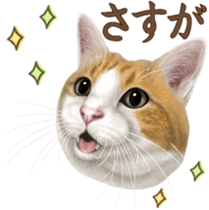 Cat's Message (Brown tiger white) sticker #9969533