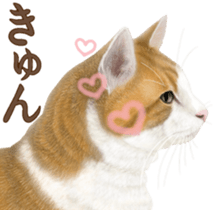 Cat's Message (Brown tiger white) sticker #9969536