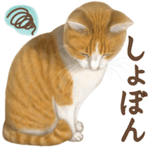Cat's Message (Brown tiger white) sticker #9969541
