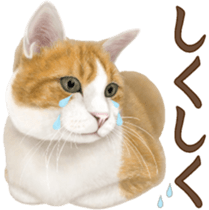 Cat's Message (Brown tiger white) sticker #9969542