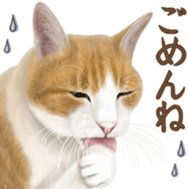 Cat's Message (Brown tiger white) sticker #9969543