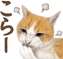 Cat's Message (Brown tiger white) sticker #9969546