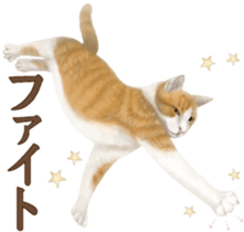 Cat's Message (Brown tiger white) sticker #9969547