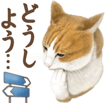 Cat's Message (Brown tiger white) sticker #9969549