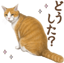 Cat's Message (Brown tiger white) sticker #9969550