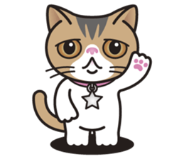 SOPHIE the Exotic Shorthair Cat sticker #9978432