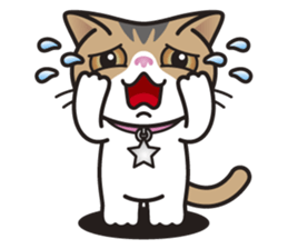 SOPHIE the Exotic Shorthair Cat sticker #9978437