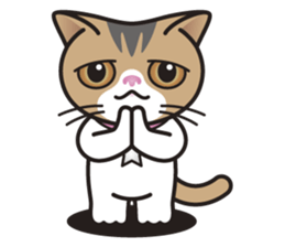 SOPHIE the Exotic Shorthair Cat sticker #9978457