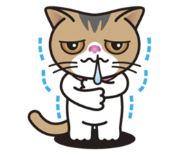 SOPHIE the Exotic Shorthair Cat sticker #9978468