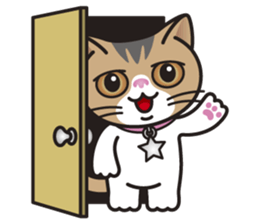 SOPHIE the Exotic Shorthair Cat sticker #9978470