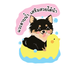 Pets shop sticker #9994948