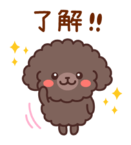 So lovely toy Poodle sticker #10012563