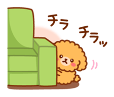 So lovely toy Poodle sticker #10012580