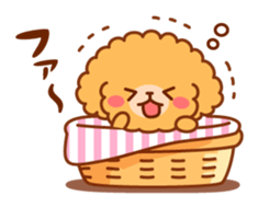 So lovely toy Poodle sticker #10012587