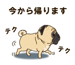 A sticker willingly. Pug sticker #10013158