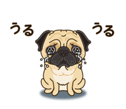 A sticker willingly. Pug sticker #10013169