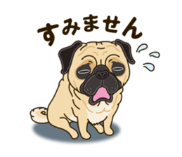 A sticker willingly. Pug sticker #10013181