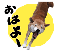 Sticker Shibainu(vol2) sticker #10019831