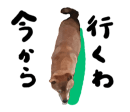 Sticker Shibainu(vol2) sticker #10019858