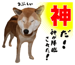 Sticker Shibainu(vol2) sticker #10019860