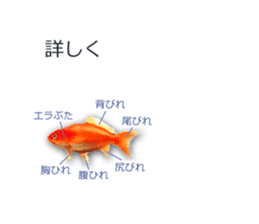 Goldfish to talk sticker #10024680